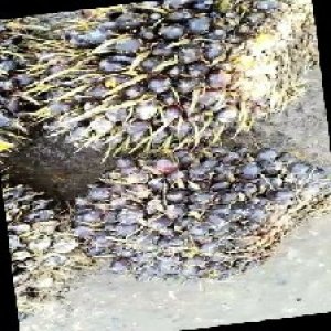 unripe_train (514).jpg