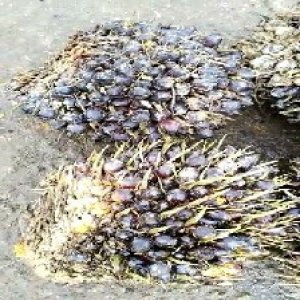 unripe_train (516).jpg