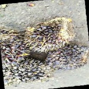 unripe_train (517).jpg