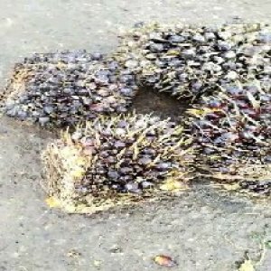 unripe_train (518).jpg