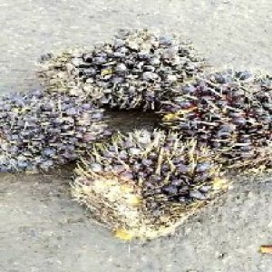 unripe_train (519).jpg