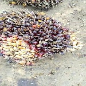 unripe_train (52).jpg