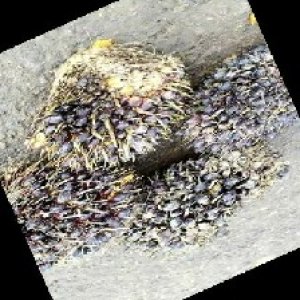 unripe_train (521).jpg