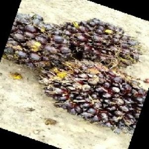 unripe_train (523).jpg