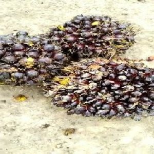 unripe_train (524).jpg