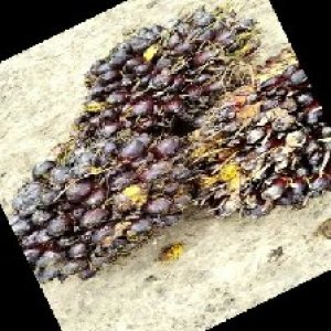 unripe_train (525).jpg