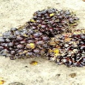 unripe_train (526).jpg