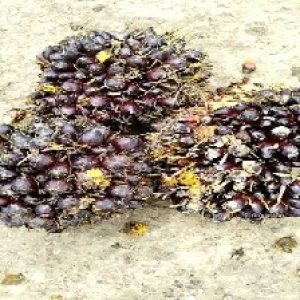 unripe_train (527).jpg