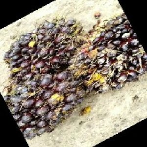 unripe_train (528).jpg