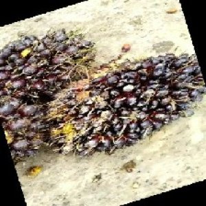 unripe_train (529).jpg