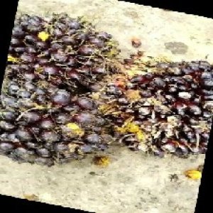 unripe_train (531).jpg