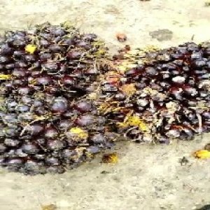 unripe_train (532).jpg