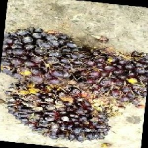 unripe_train (533).jpg