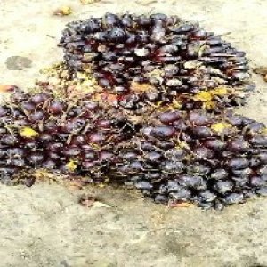 unripe_train (534).jpg