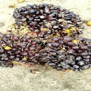 unripe_train (535).jpg