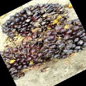 unripe_train (536).jpg