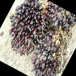 unripe_train (537).jpg