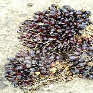 unripe_train (538).jpg