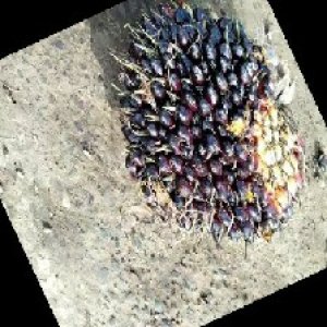 unripe_train (54).jpg