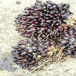 unripe_train (540).jpg