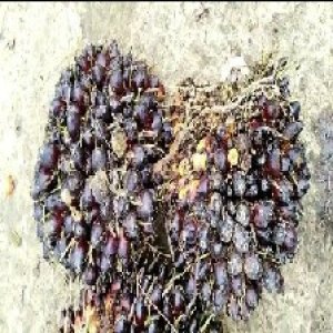 unripe_train (541).jpg