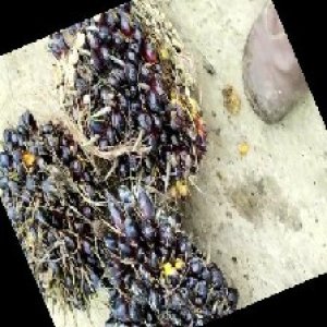 unripe_train (543).jpg