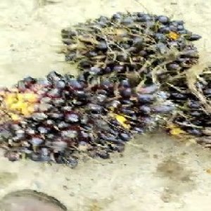 unripe_train (545).jpg