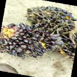 unripe_train (546).jpg