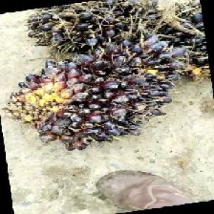 unripe_train (547).jpg