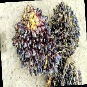 unripe_train (549).jpg