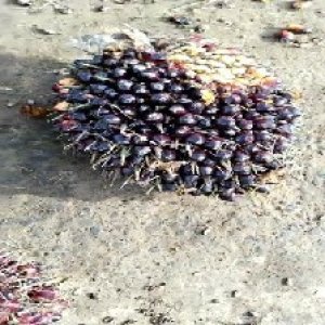 unripe_train (55).jpg