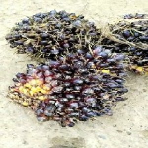 unripe_train (550).jpg