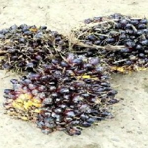 unripe_train (551).jpg