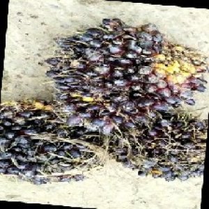 unripe_train (552).jpg