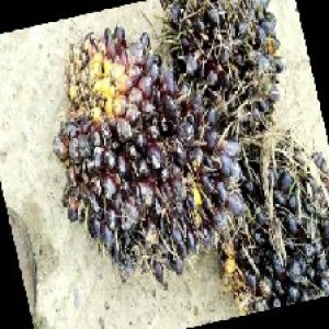 unripe_train (553).jpg