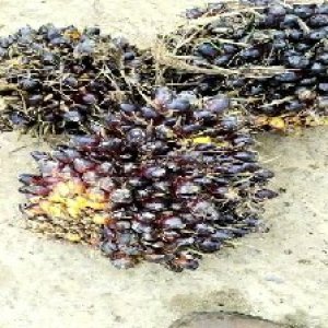 unripe_train (554).jpg