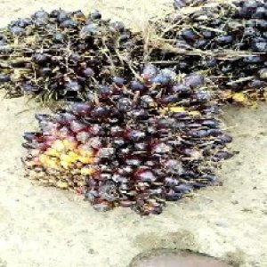 unripe_train (555).jpg