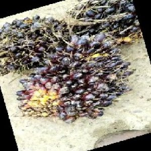 unripe_train (556).jpg