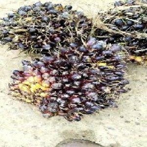 unripe_train (558).jpg