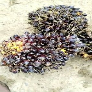 unripe_train (559).jpg