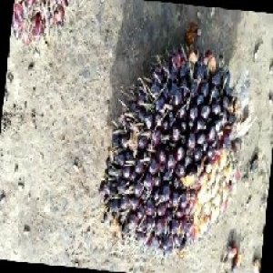 unripe_train (56).jpg