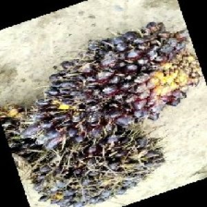 unripe_train (560).jpg