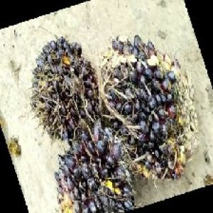 unripe_train (561).jpg