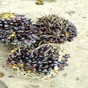 unripe_train (562).jpg