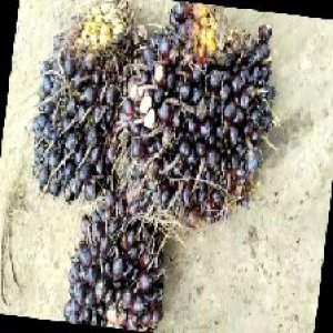 unripe_train (563).jpg