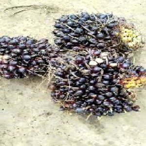 unripe_train (564).jpg