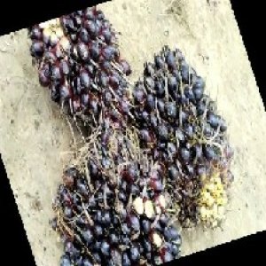 unripe_train (565).jpg