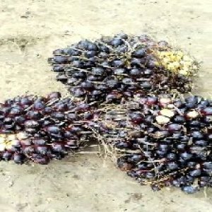 unripe_train (566).jpg