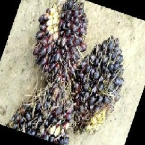 unripe_train (567).jpg