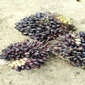 unripe_train (568).jpg